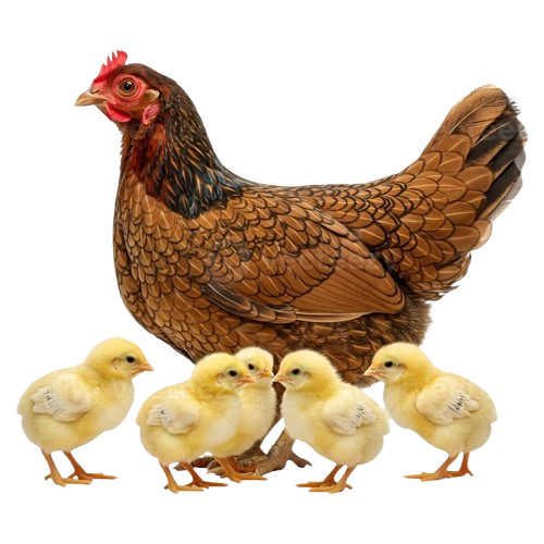 Hen and chicks